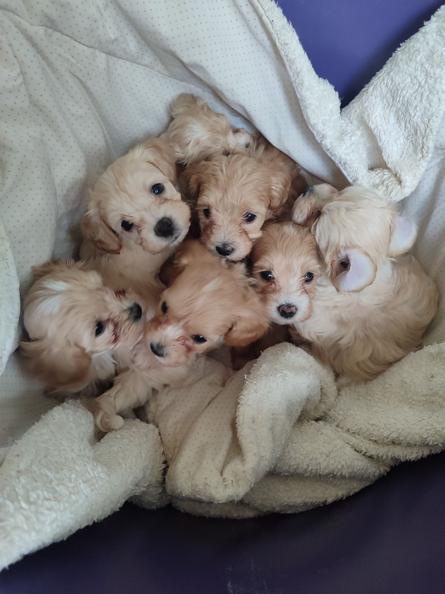 Цуценята Мальтипу F1