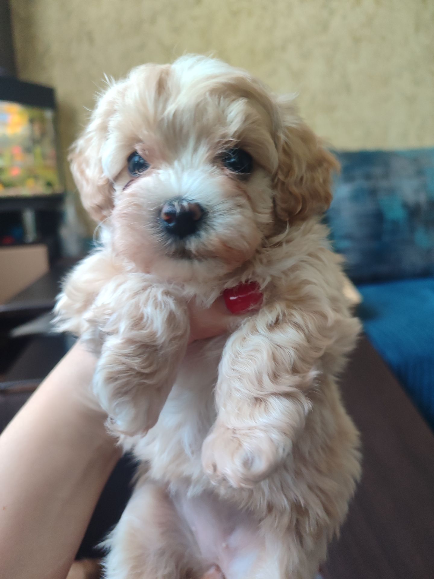 Цуценята Мальтипу F1