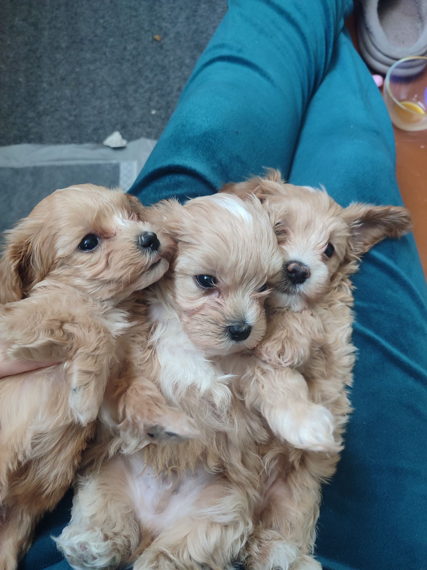 Цуценята Мальтипу F1