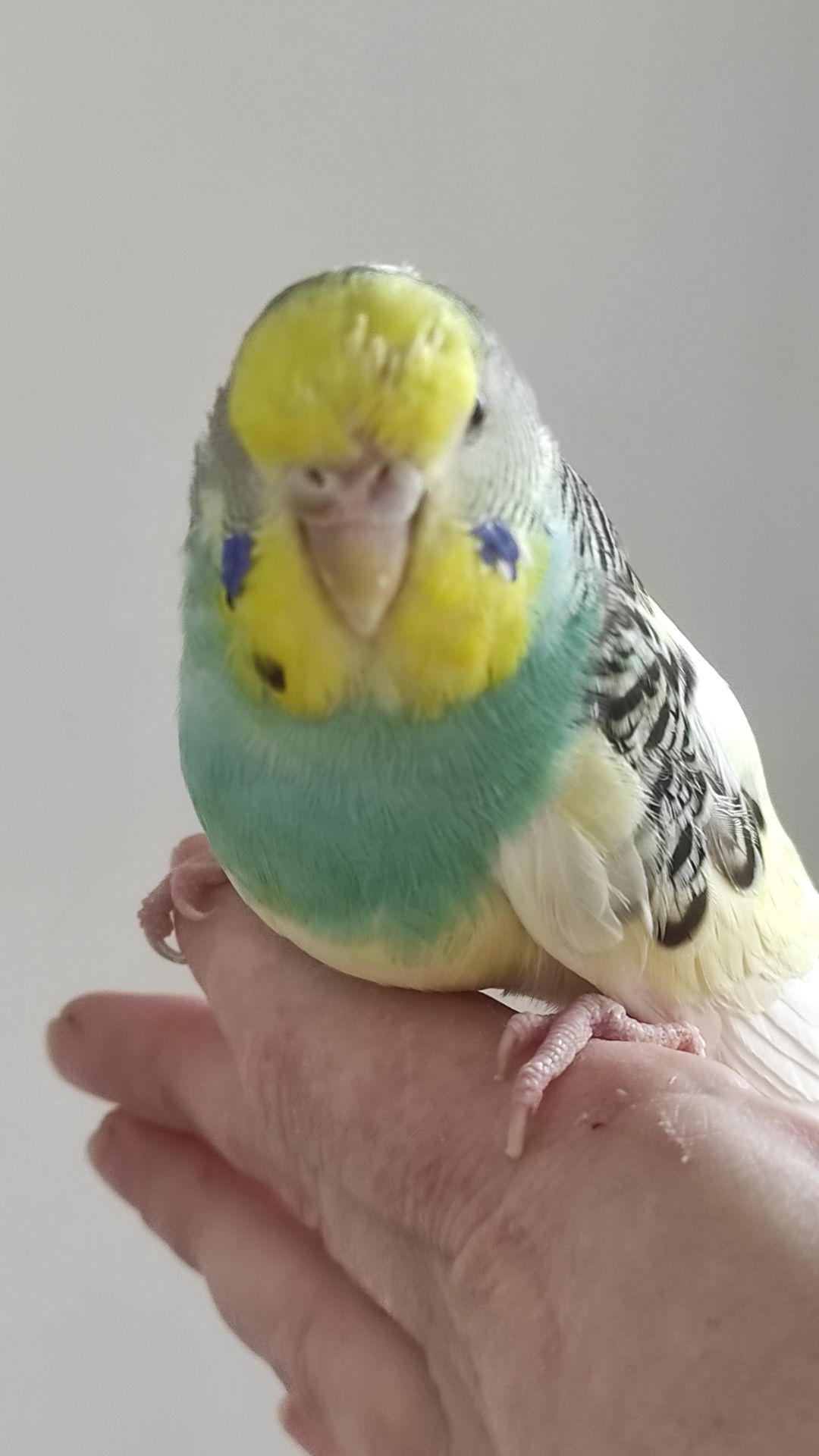 Волнистый попугай