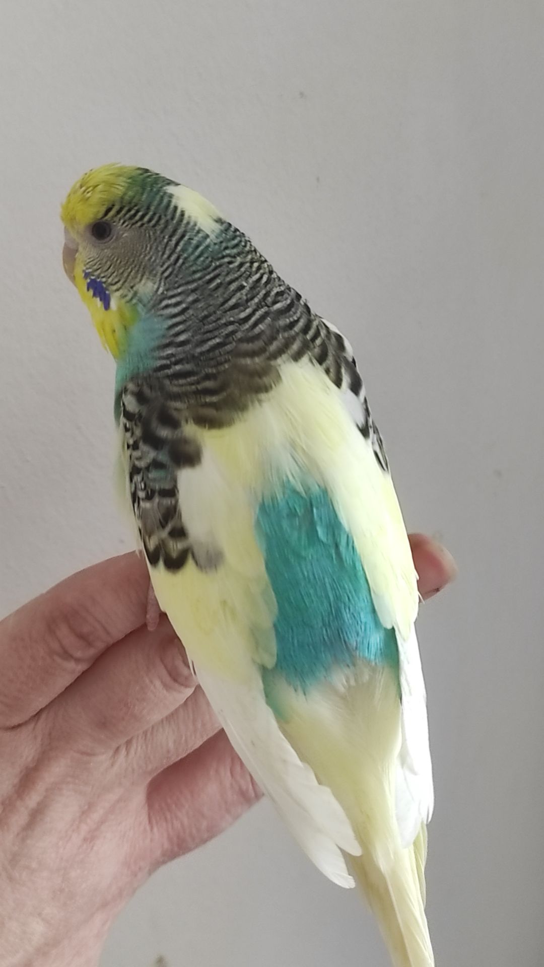 Волнистый попугай