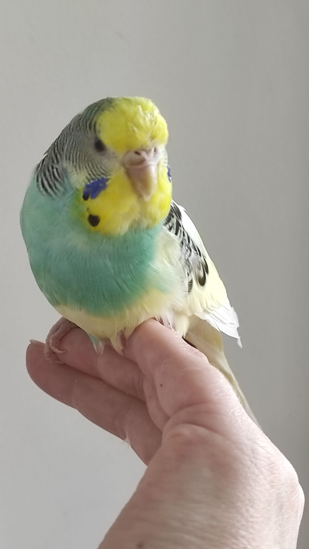 Волнистый попугай