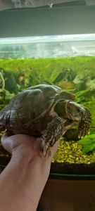 Доросла середньоазіатська черепаха