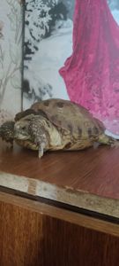 Доросла середньоазіатська черепаха