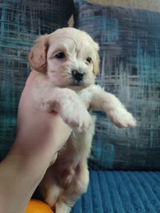 Цуценята Мальтипу F1