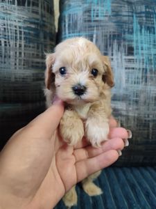 Цуценята Мальтипу F1