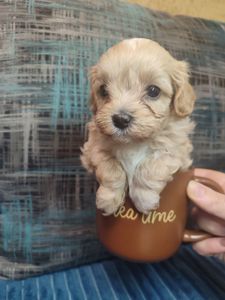 Цуценята Мальтипу F1