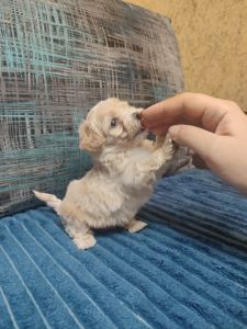 Цуценята Мальтипу F1