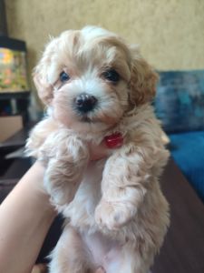 Цуценята Мальтипу F1