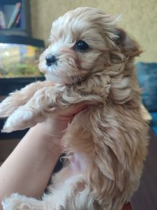 Цуценята Мальтипу F1