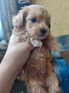 Цуценята Мальтипу F1