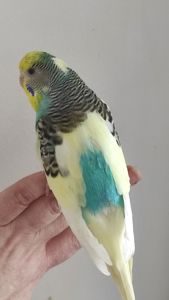 Волнистый попугай