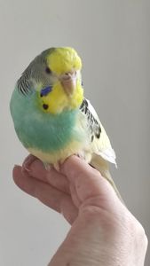 Волнистый попугай