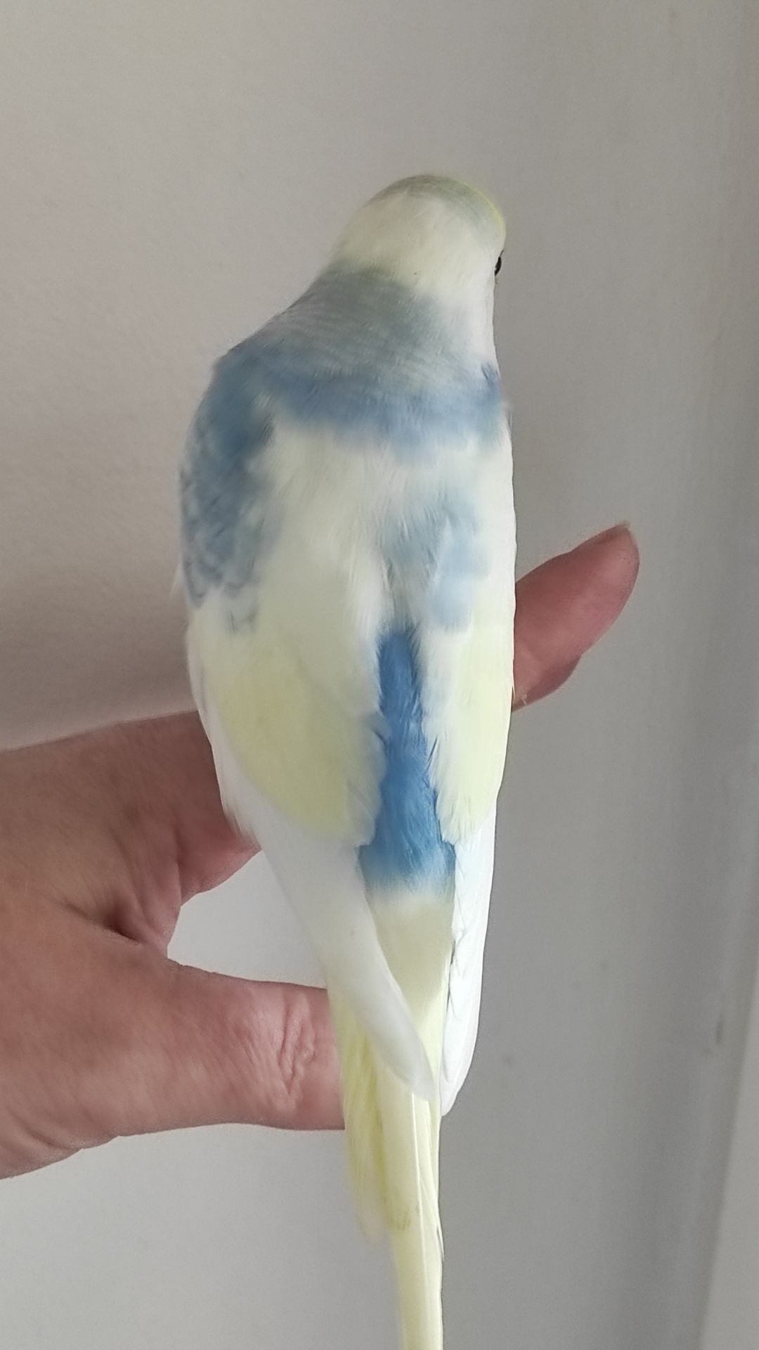 Волнистый попугай