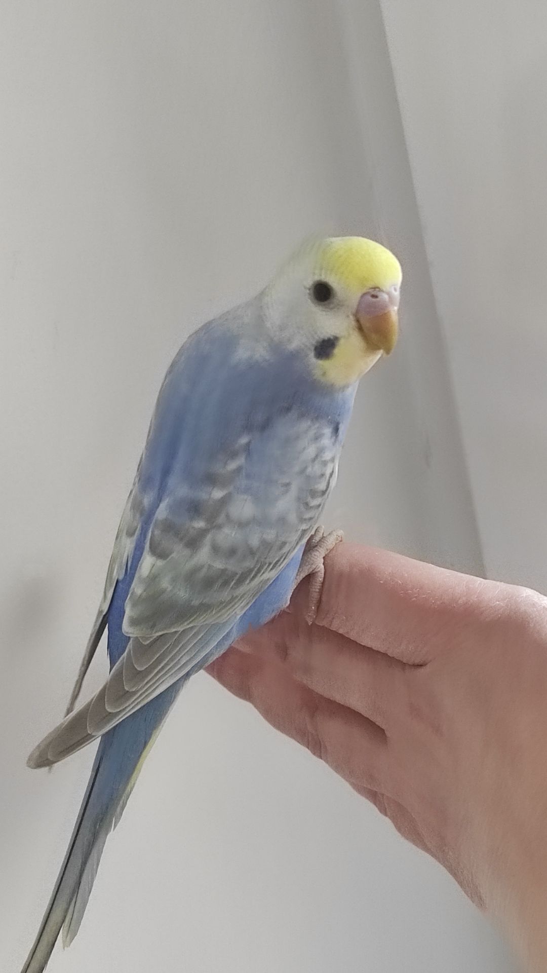 Волнистый попугай