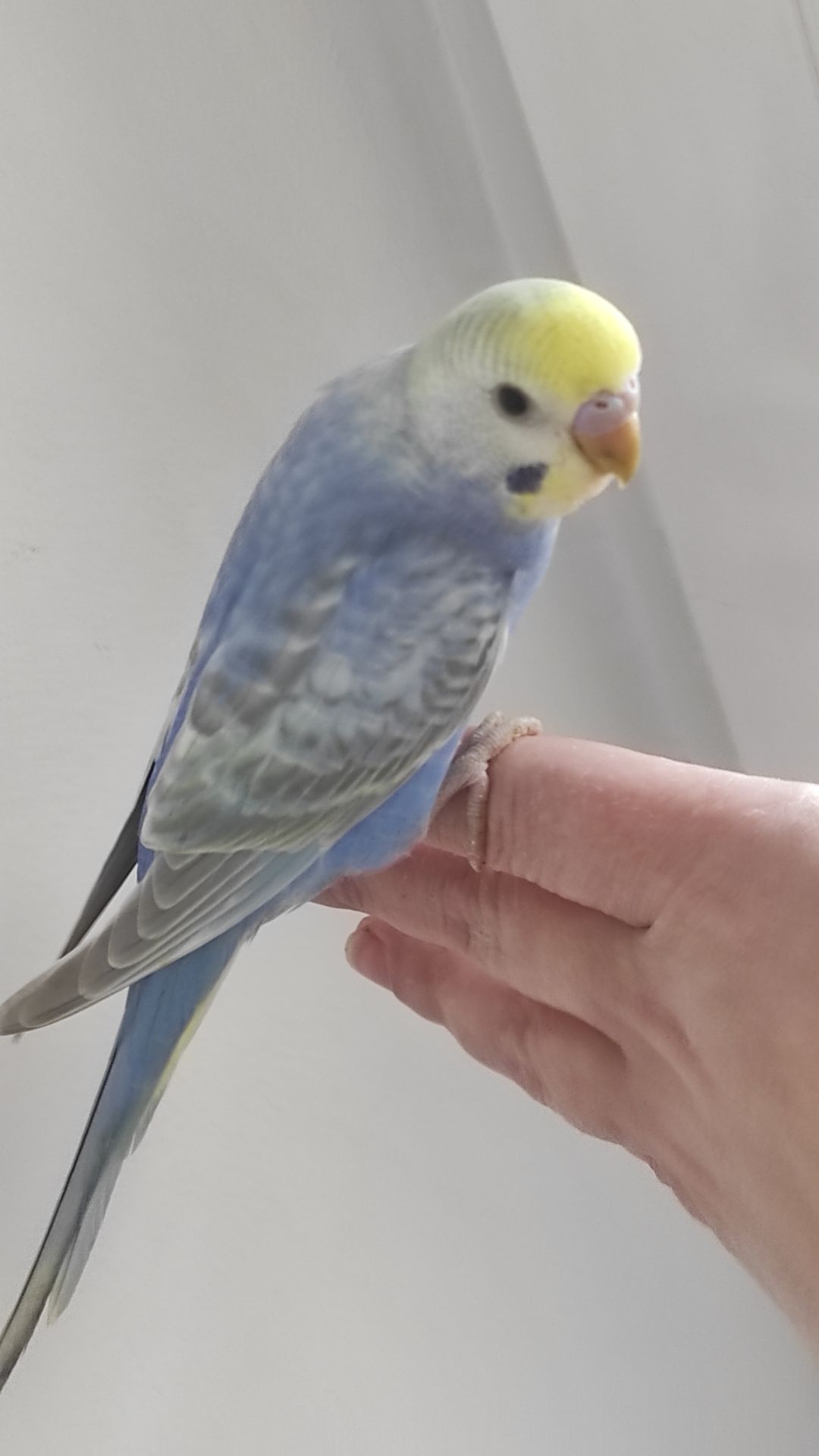 Волнистый попугай