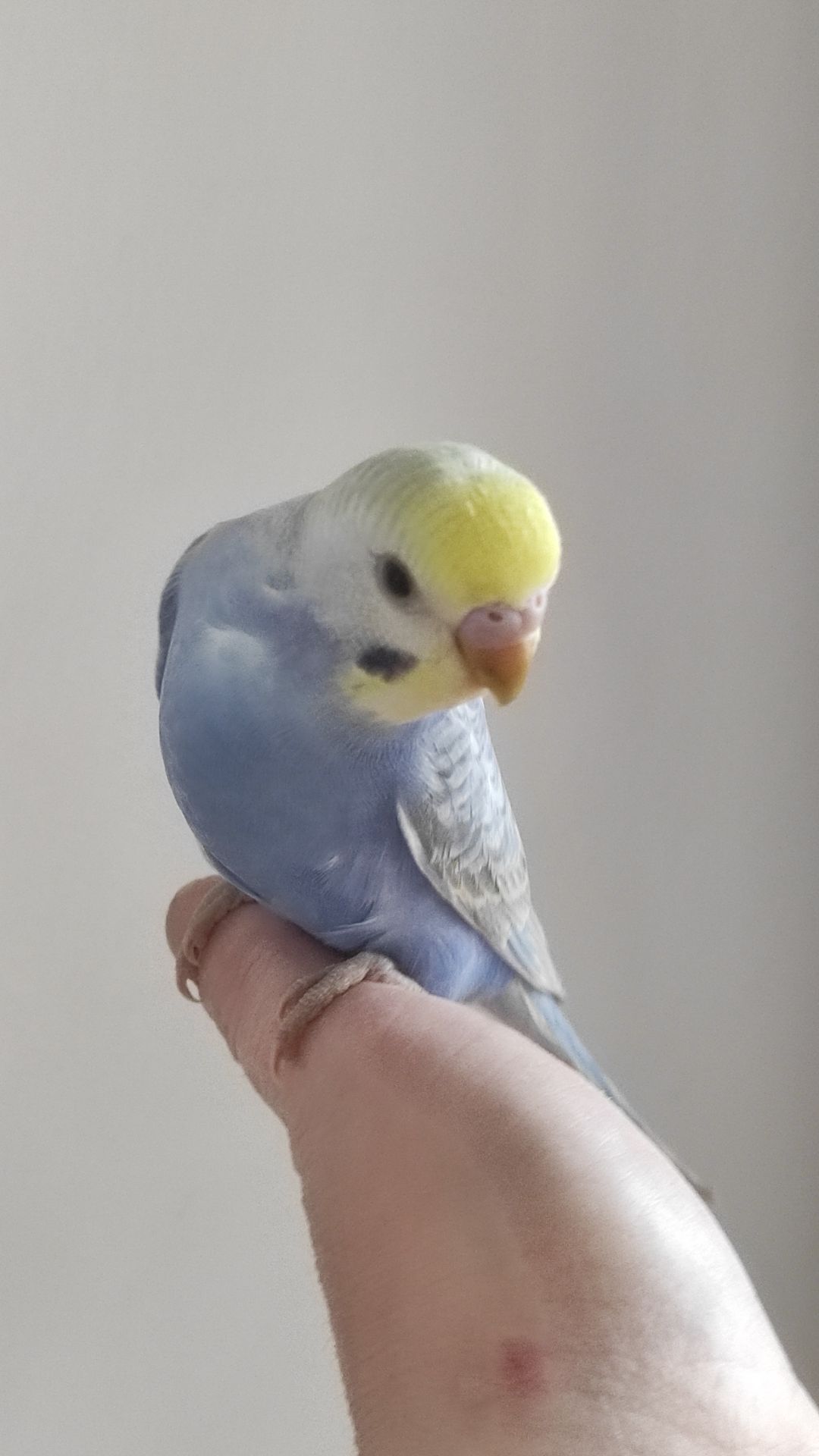 Волнистый попугай