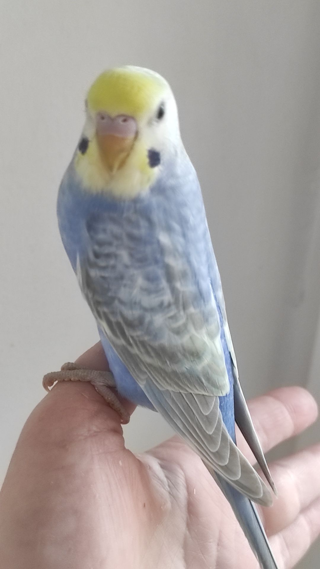 Волнистый попугай