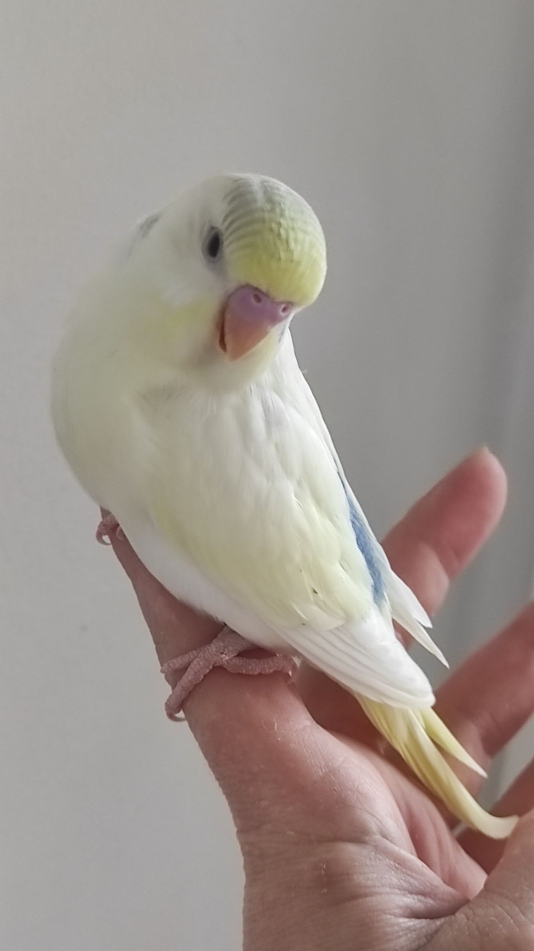 Волнистый попугай