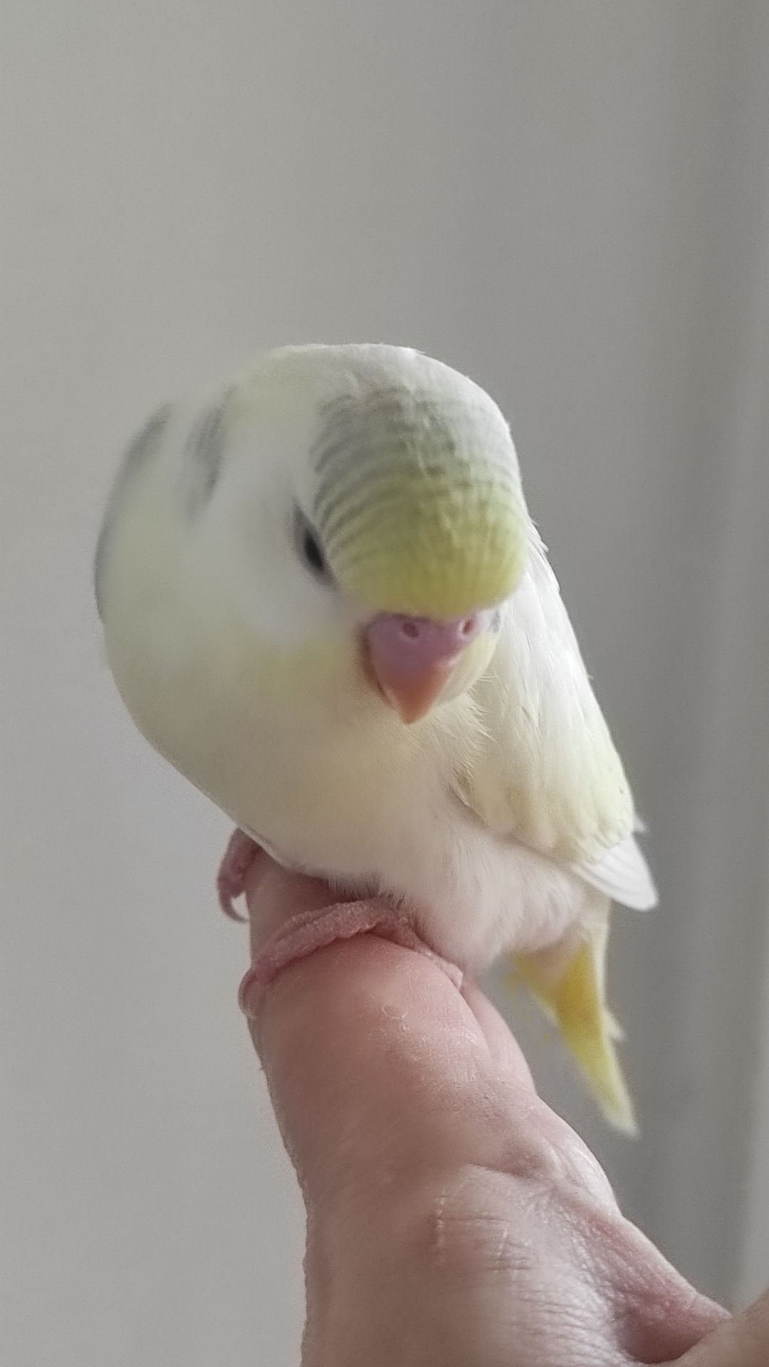 Волнистый попугай