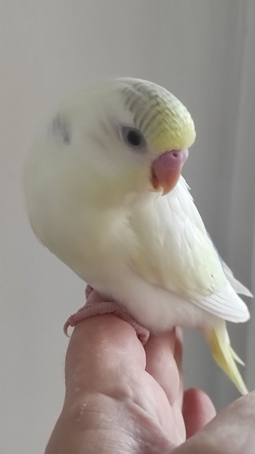 Волнистый попугай