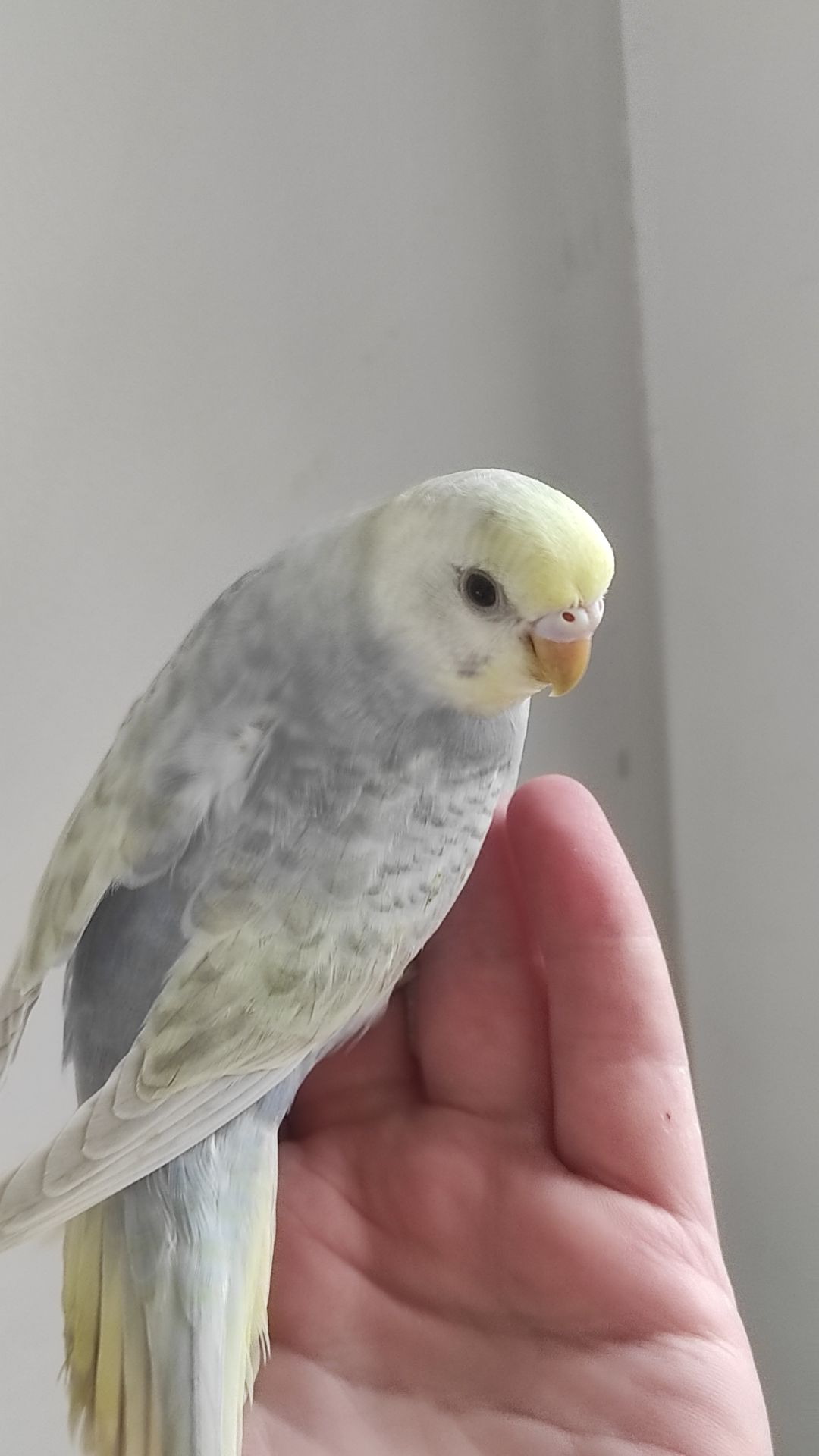 Волнистый попугай