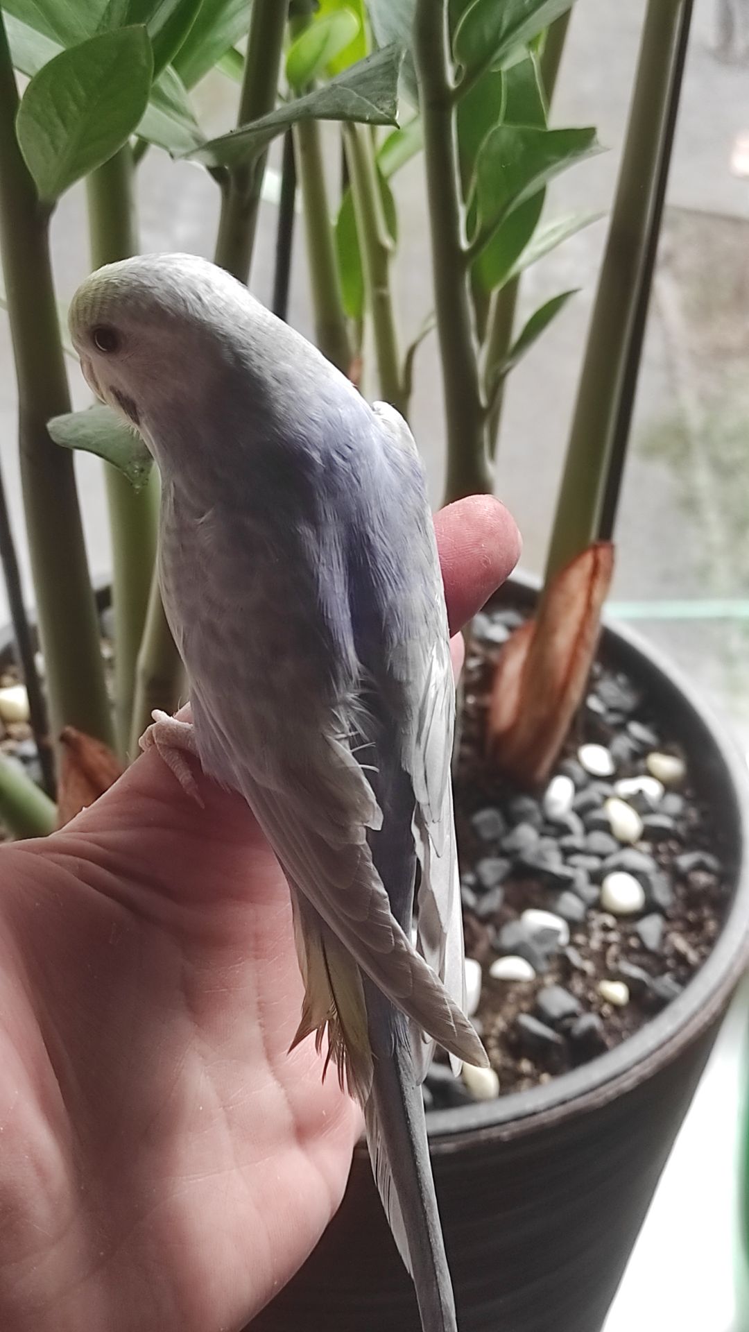 Волнистый попугай