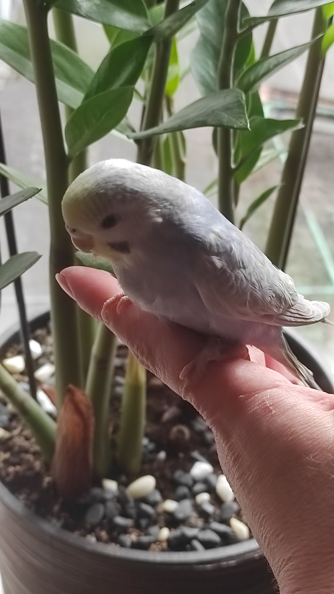 Волнистый попугай