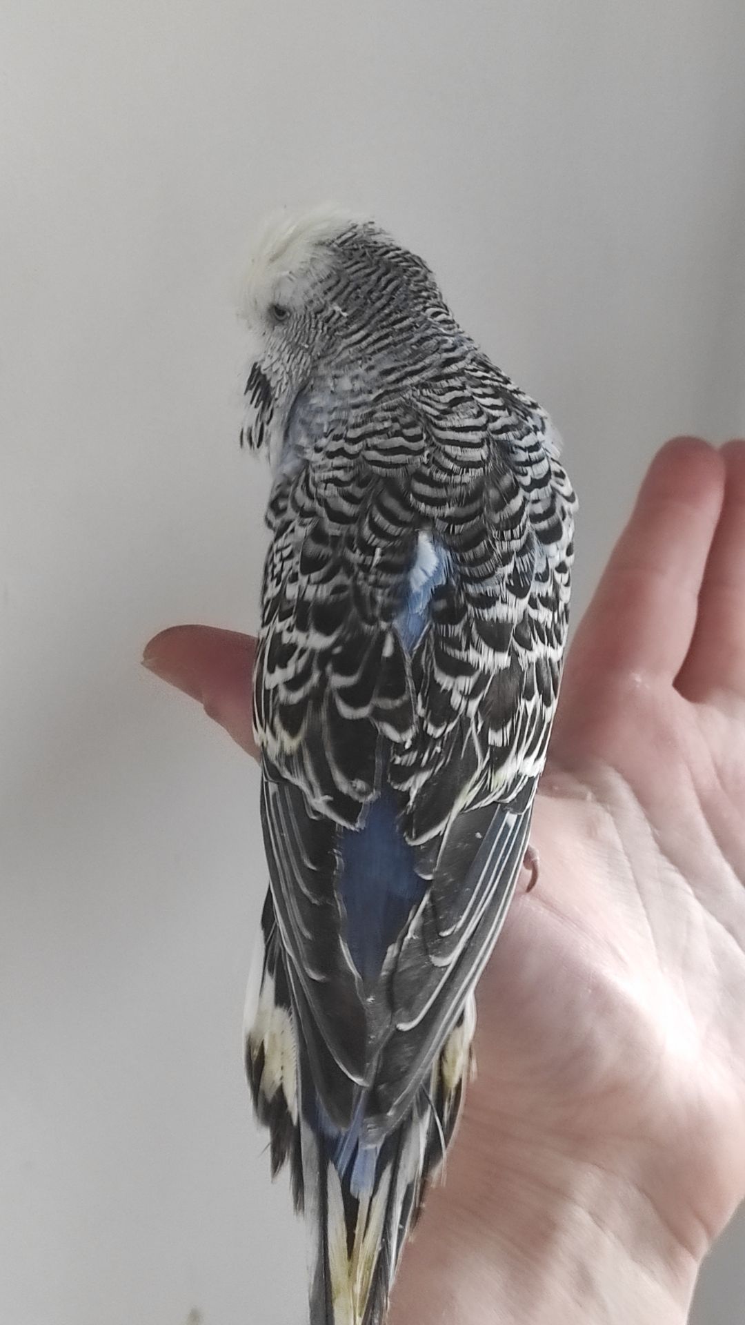 Волнистый попугай