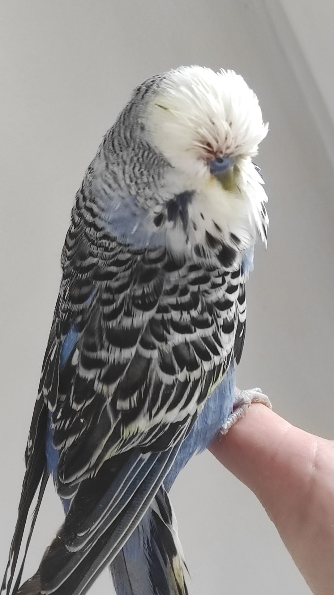 Волнистый попугай