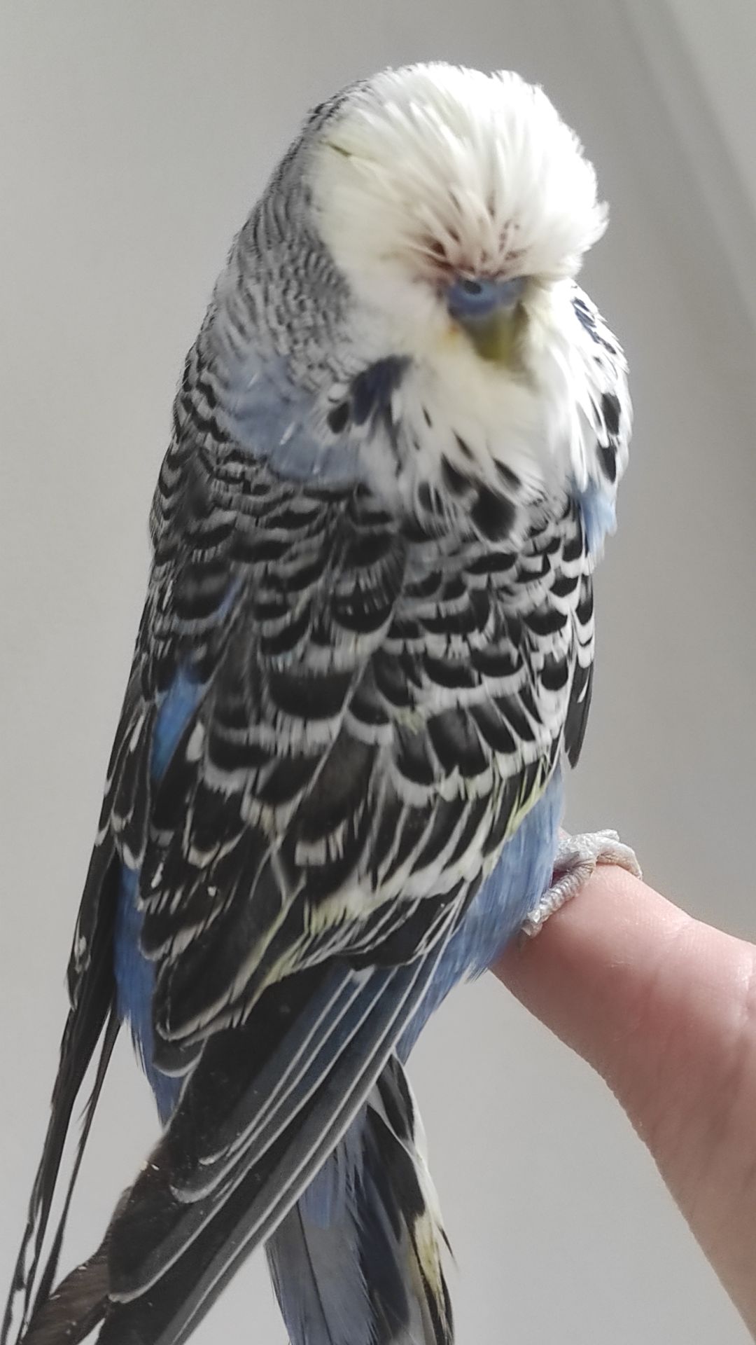 Волнистый попугай