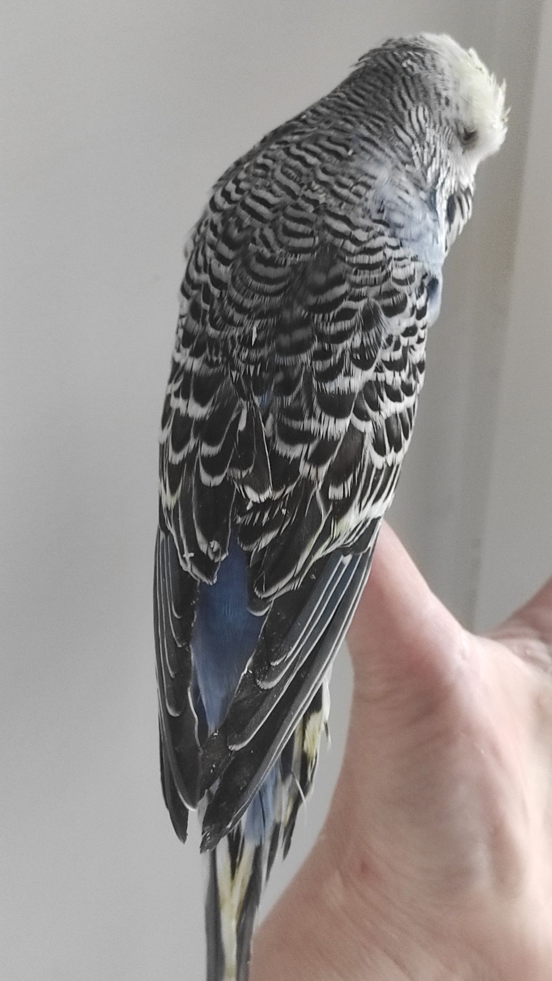 Волнистый попугай