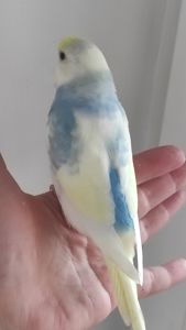 Волнистый попугай