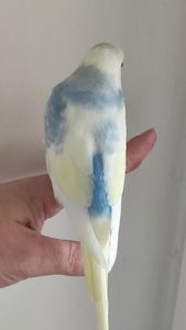 Волнистый попугай