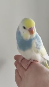 Волнистый попугай