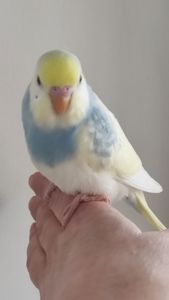 Волнистый попугай