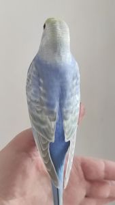 Волнистый попугай