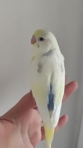 Волнистый попугай