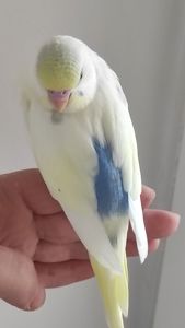 Волнистый попугай