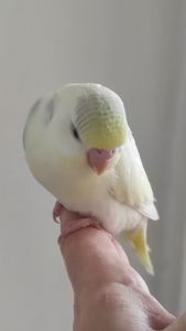 Волнистый попугай