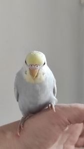 Волнистый попугай