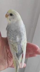 Волнистый попугай