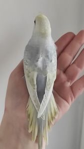 Волнистый попугай