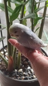 Волнистый попугай