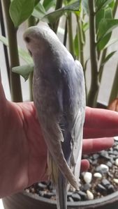 Волнистый попугай