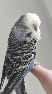 Волнистый попугай