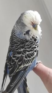 Волнистый попугай