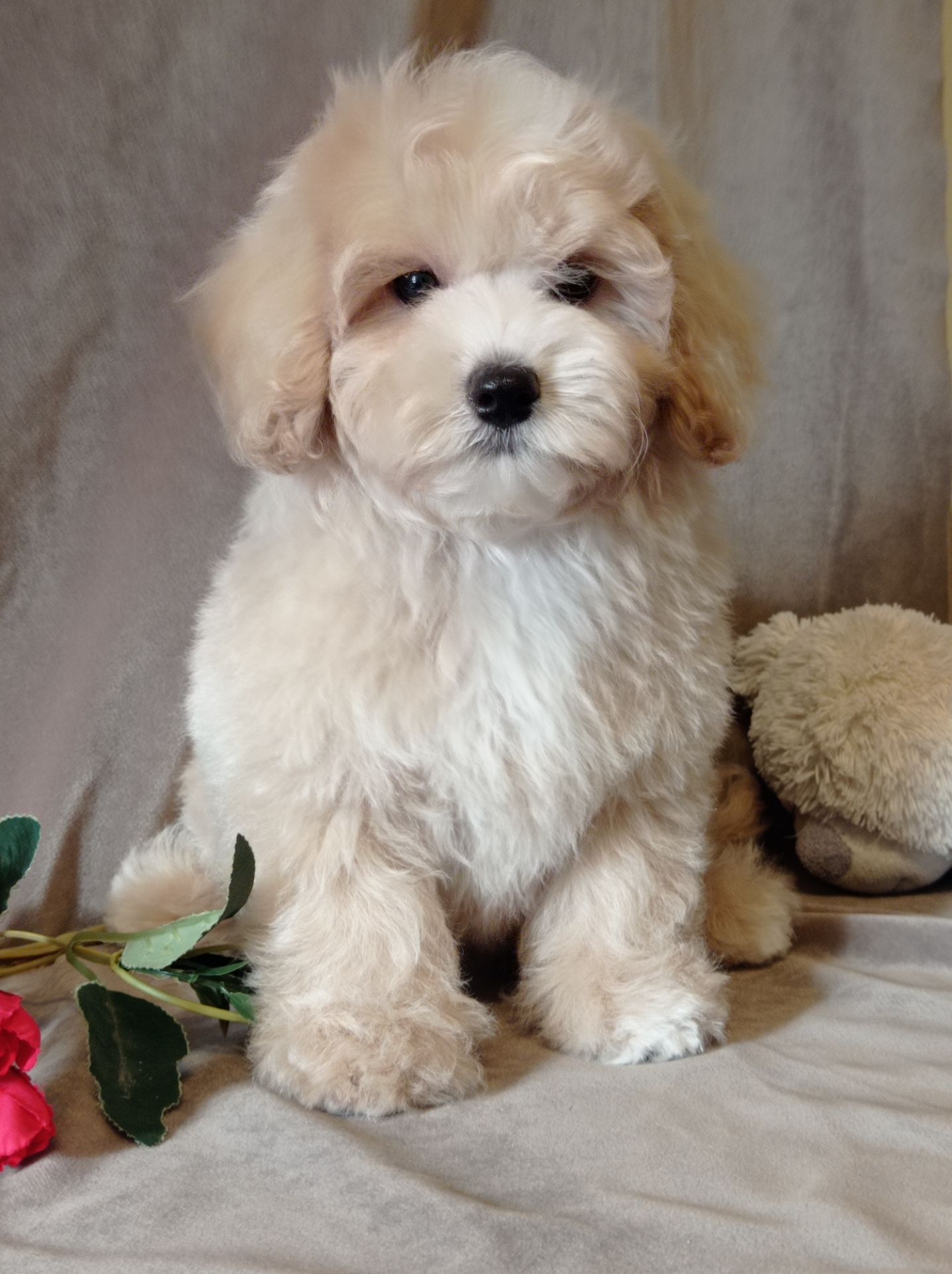 Мальчики мальтипу