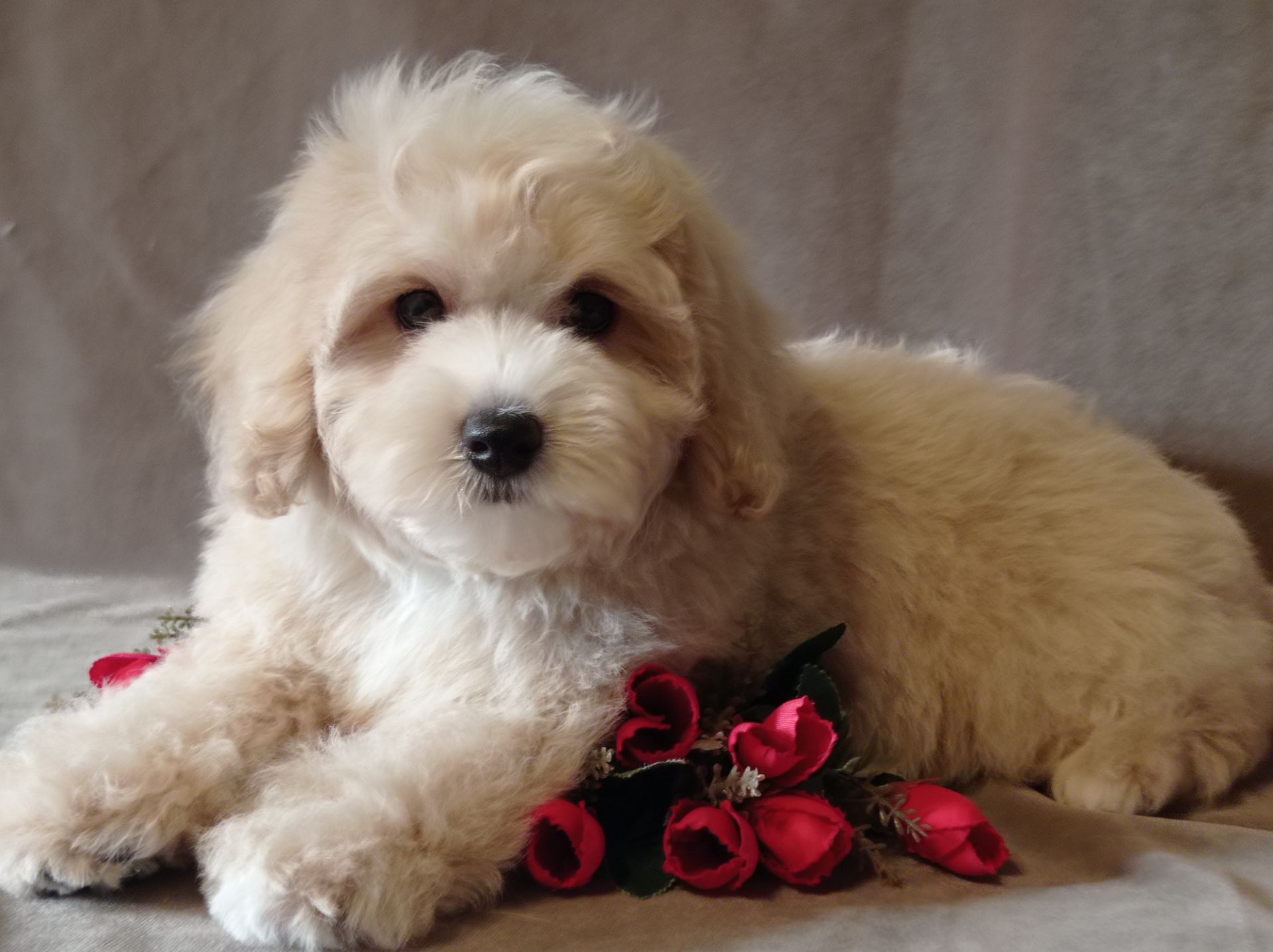 Мальчики мальтипу