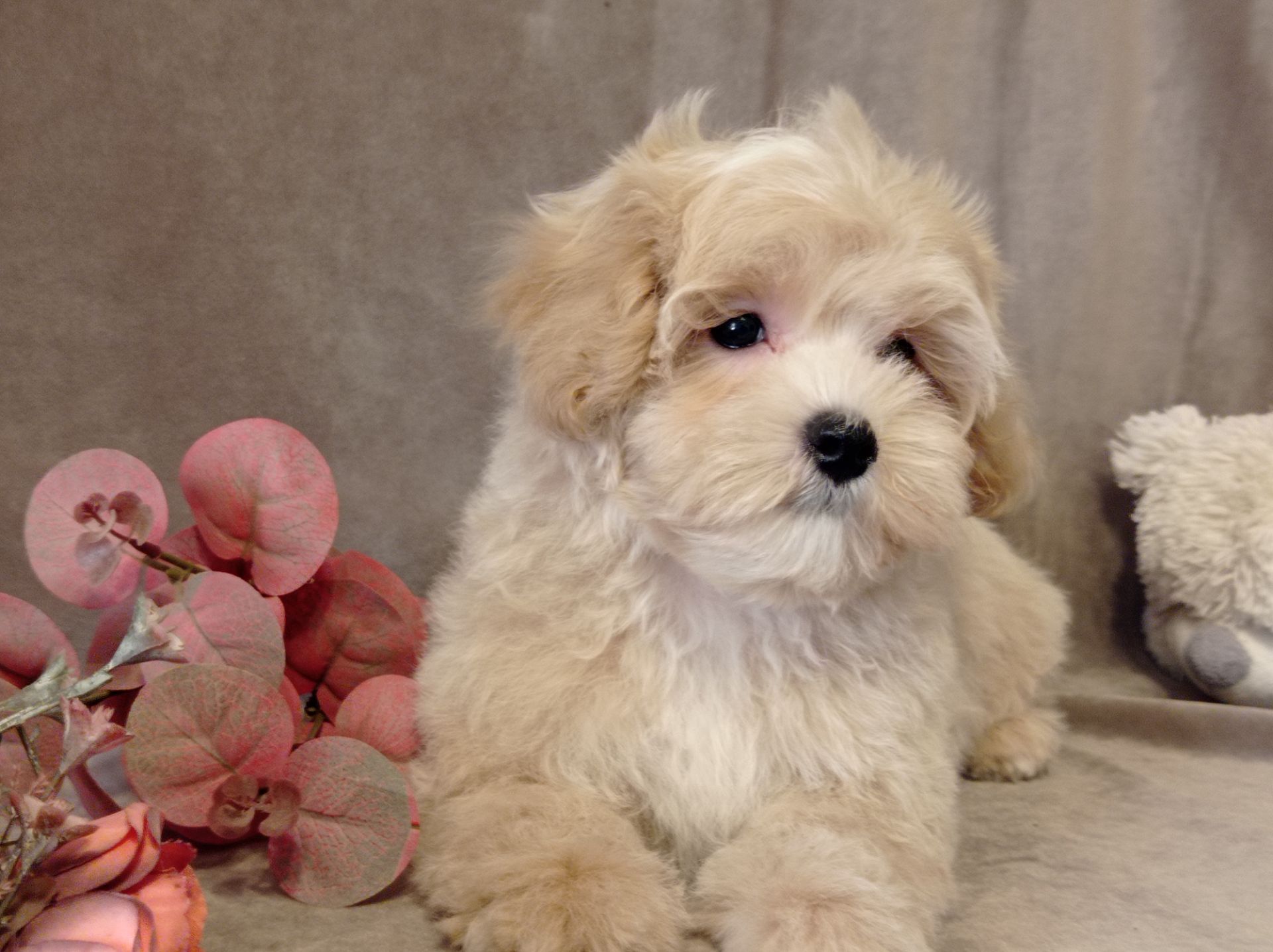 Мальчики мальтипу